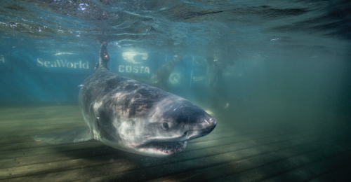 Un deuxième requin blanc a été aperçu dans les eaux du golfe Saint-Laurent