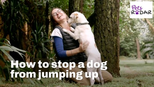 How To Stop A Dog From Jumping Up | PetsRadar