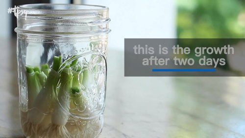 Regrowing Green Onions Is Actually Easier Than You Might Think