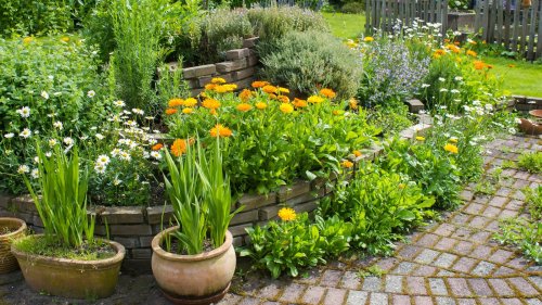 Low-maintenance herbs to consider adding to your garden 