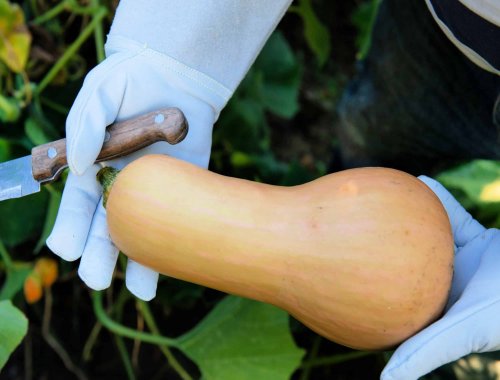 HOW TO HARVEST BUTTERNUT SQUASH