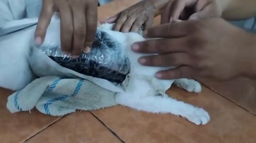 Costa Rica: Pur-blo Escobar! Police catch 'Narco Kitten' with 300g of drugs strapped to its body