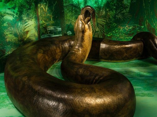 The world's largest snake is way bigger than you think