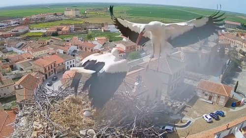 Stork battles to save her eggs from powerful storm and a jealous male stork
