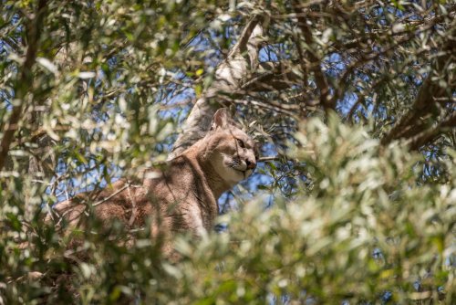 This backyard tree officially became a mountain lion's lounge chair