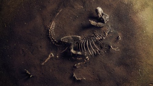 New Dinosaur Extinction Event Details Uncovered In North Dakota