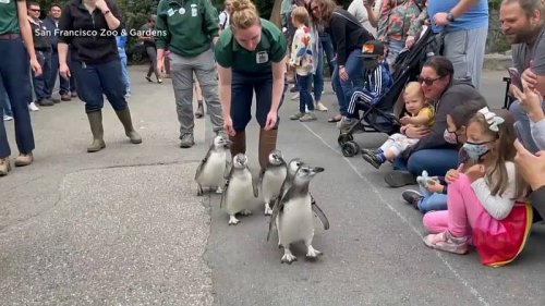 The annual March of the Penguins returns to San Francisco Zoo