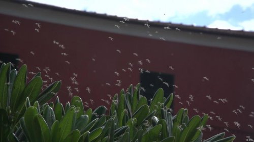 Italy: A mosquito plague on a coastal beach