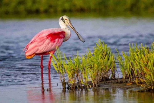 Birdwatching Guide: Tools & Destinations to Explore