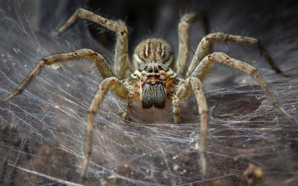 Use this simple trick to get rid of house spiders immediately