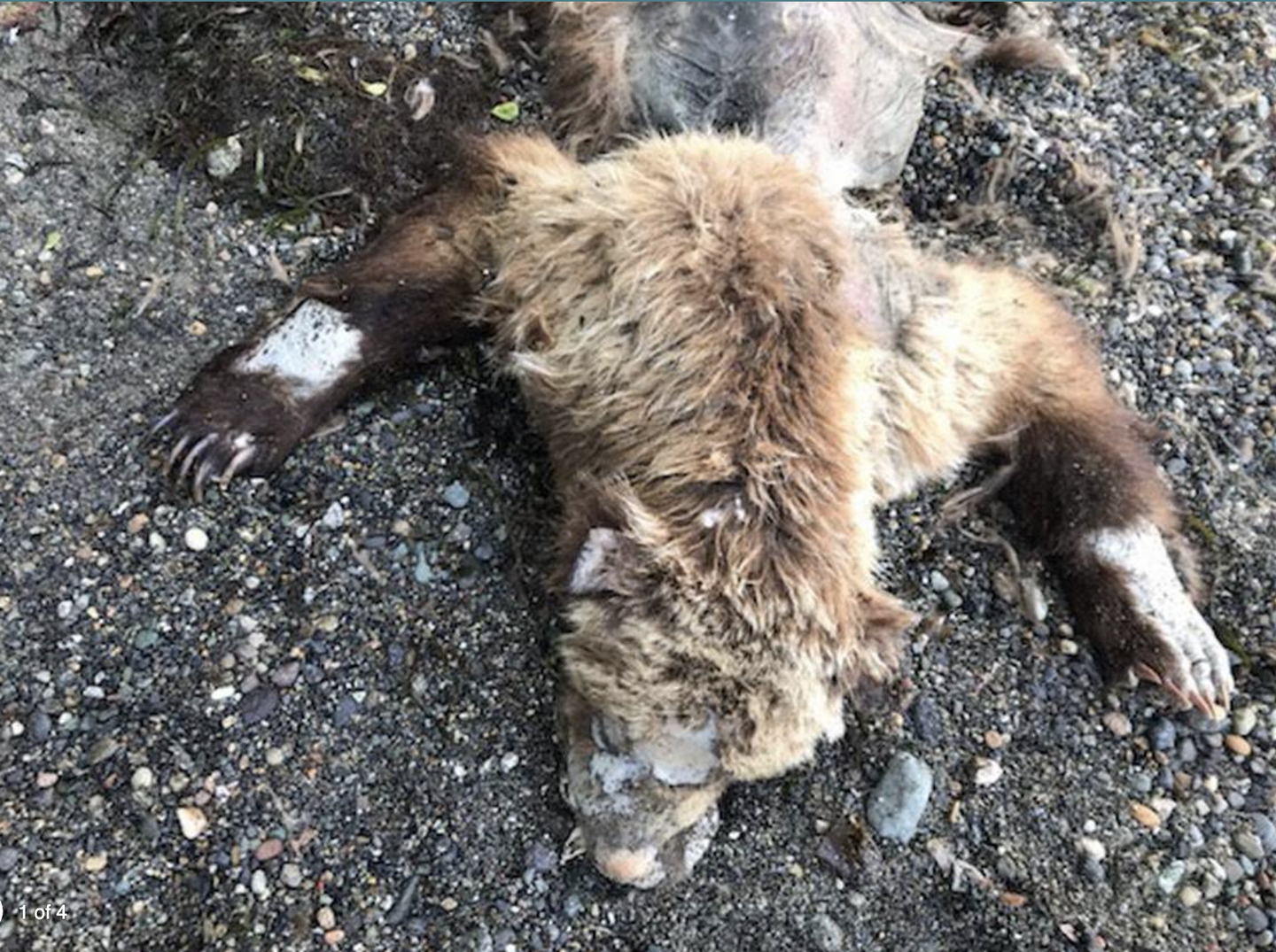 A grizzly bear mysteriously washed ashore on a Washington State beach