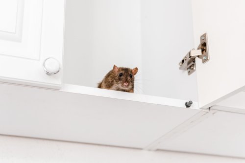 8 Things Your Rodent Exterminator Wants You To Know
