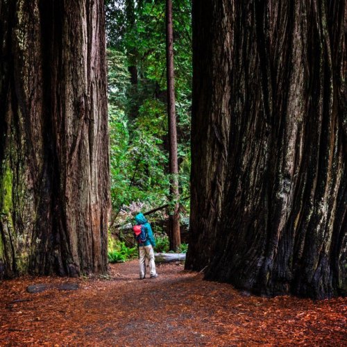 These charming northern California towns are perfect for seeing the Redwoods 