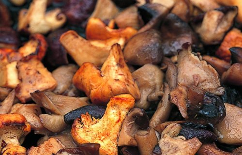 9 Recipes Where Mushrooms Are the Star
