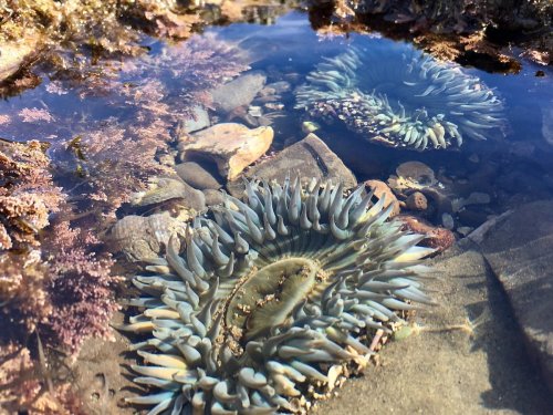 A sea anemone eats a bird in a video you certainly don't see every day