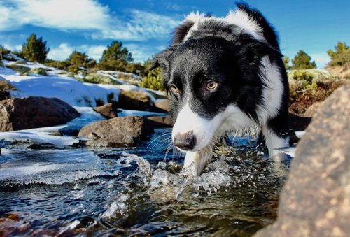 The Dog Breed You Should Get, Based on Your Personality Type