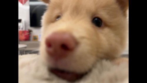 China: The Suddenly Appearing Puppy