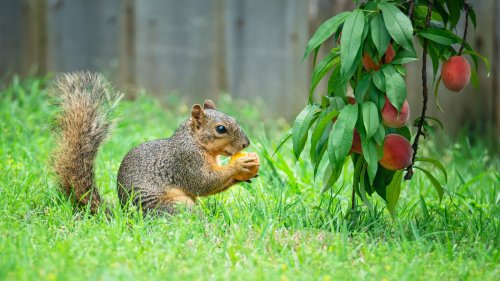 Keep Small Critters Out Of Your Garden With These Tips