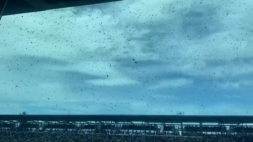 Huge swarm of bees surrounds spectators at Indy 500