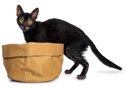 What is a Lykoi Cat and Are They Really Werewolves??