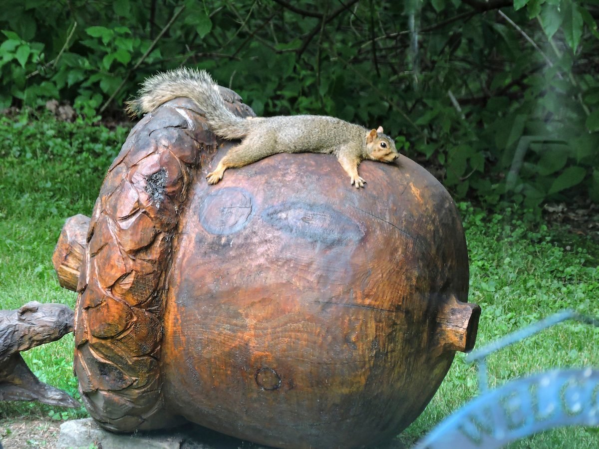 13 Funny Squirrel Pictures You Need to See | Flipboard