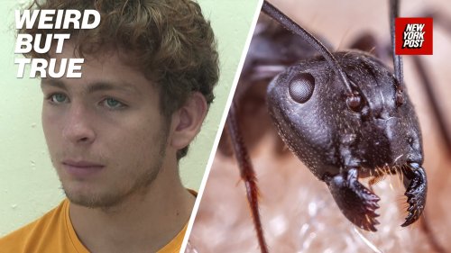 Ant gang busted in bizarre insect trafficking ring | Weird But True