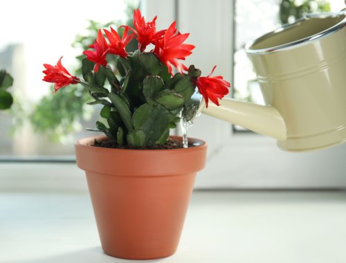 HOW OFTEN SHOULD YOU WATER YOUR CHRISTMAS CACTUS