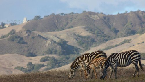 The Mysterious Zebras of San Simeon, California