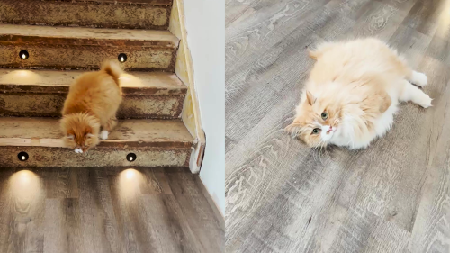 'Buoyant cat without a tail and front paws moves around the house like a bunny '