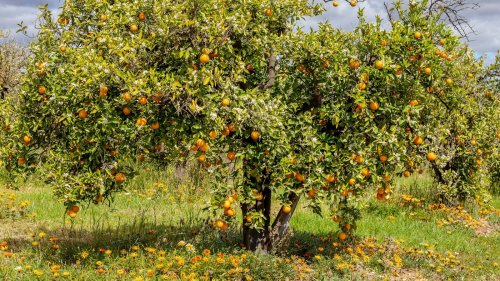 Fruit tree companion planting tips you need to know