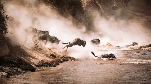 12 Ultimate Safaris in Africa for Your Bucket List