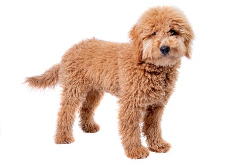 Why Get a Mini Goldendoodle? 