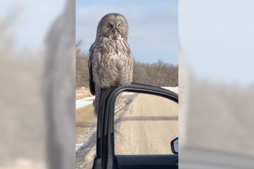 Nobody's ever been happier than this woman who had an owl land on her car door