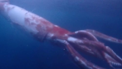 Rare giant squid comes face-to-face with Japanese divers in mesmerising footage