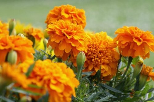 3 Reasons You Should Always Plant Marigolds in Your Garden
