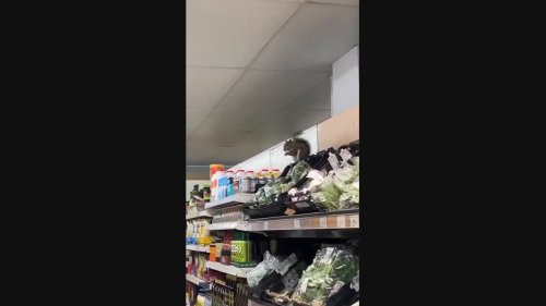 Sneaky Squirrel Steals Snacks in London Supermarket