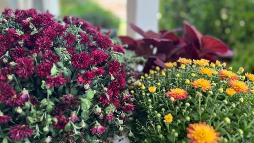 The basics of fall gardening