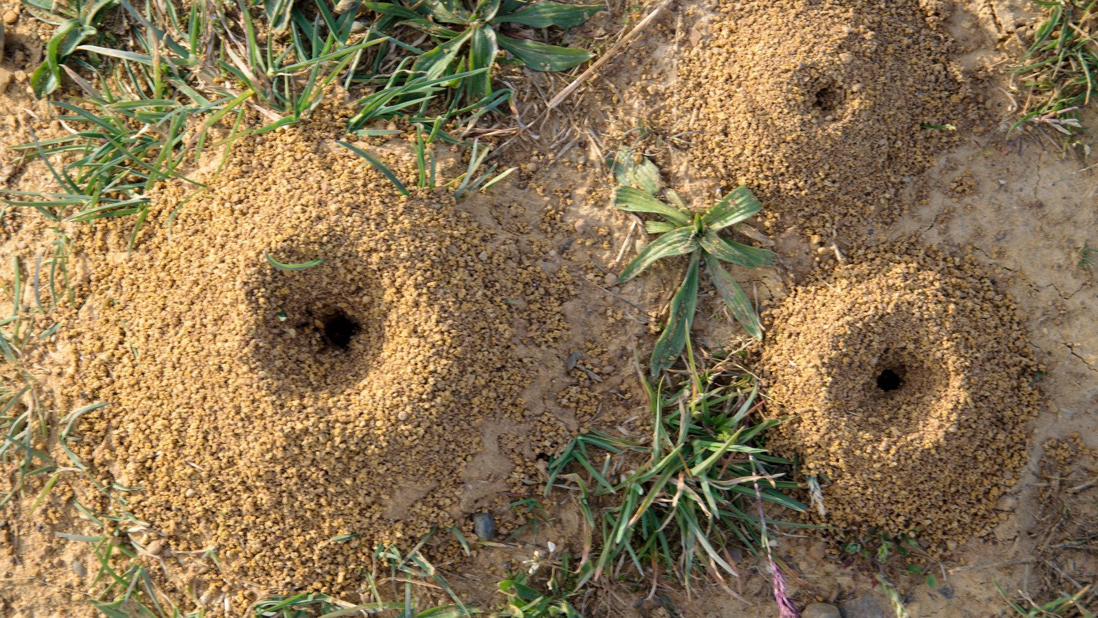 Say goodbye to anthills in your yard with these tricks