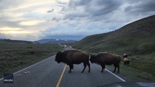 Bison Block Traffic in Yellowstone National Park