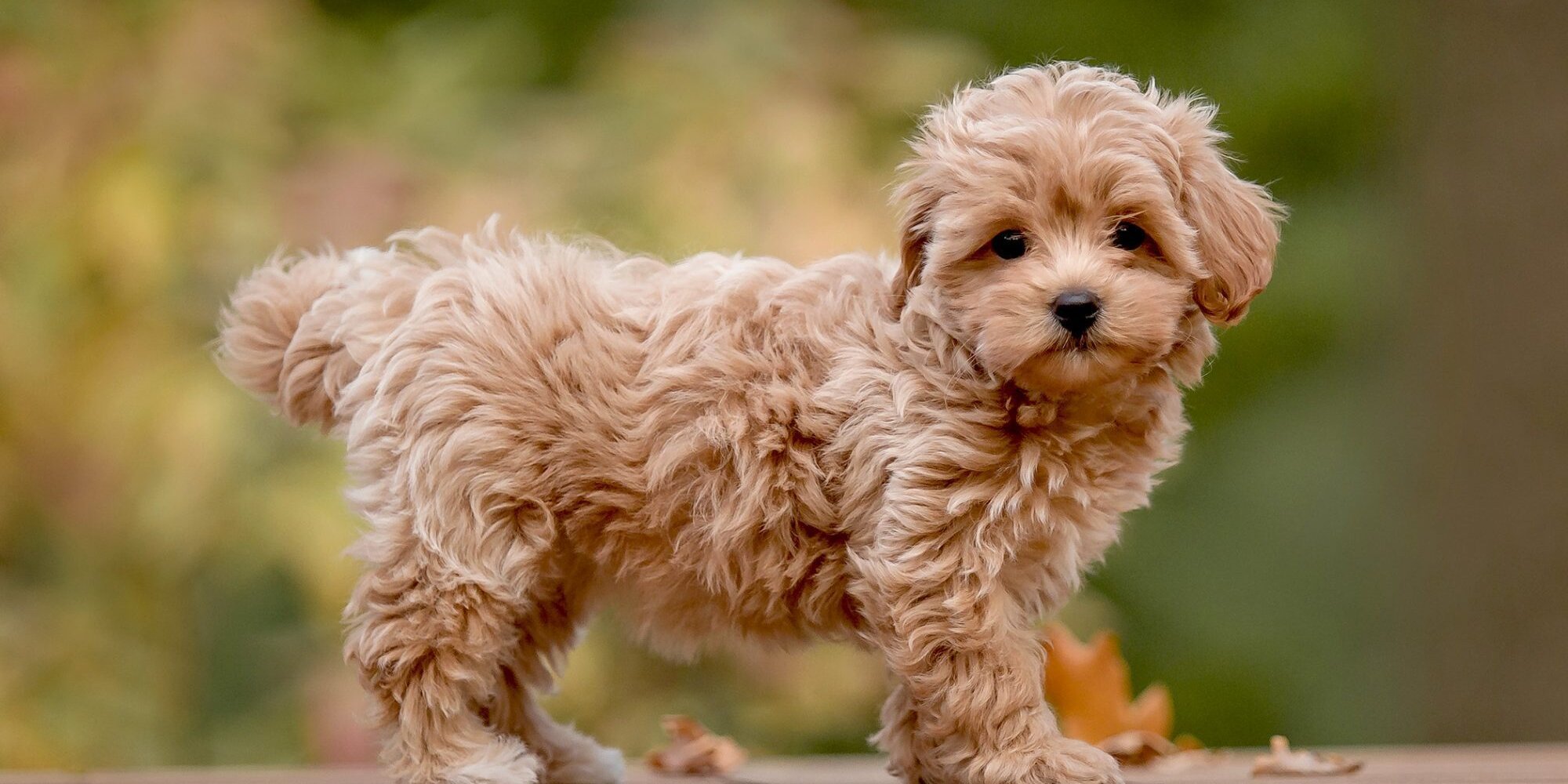 Got the Sniffles? Here Are the 13 Best Poodle Mixes