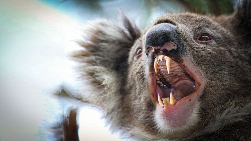 A Koala Attack