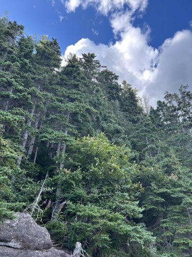 There's a bald eagle in this photo; can you find it?