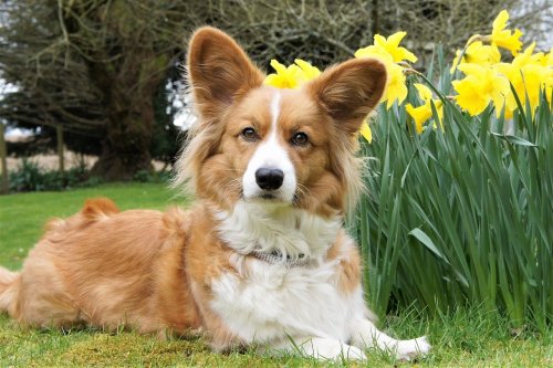 Is Your Dog Secretely Judging You Life Choices?