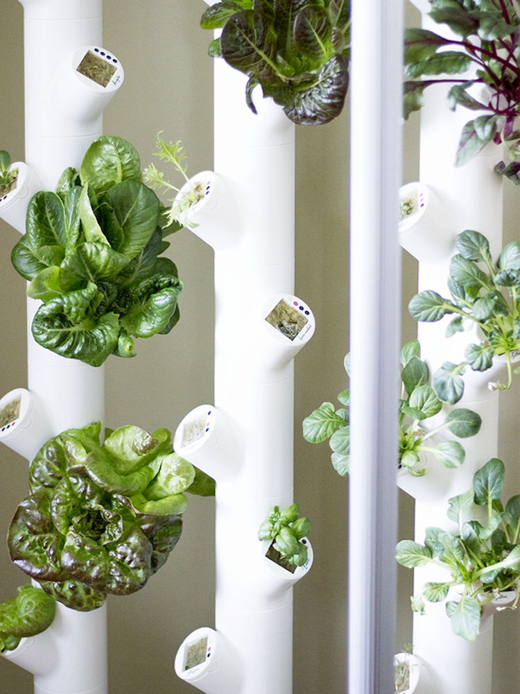 Indoor Gardening Projects Absolutely Anyone Can Do