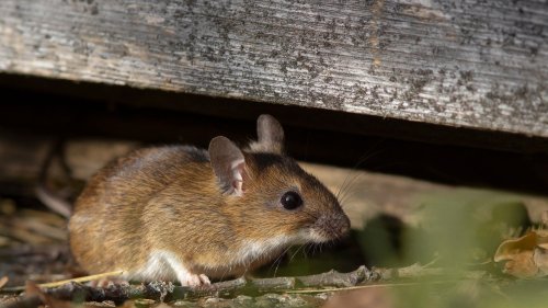 Keep Mice Away From Your Home With These Tips 