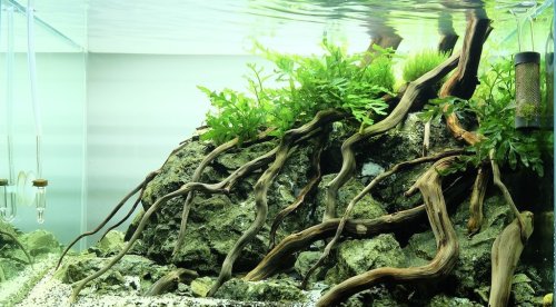 All You Need To Know About Aquascaping
