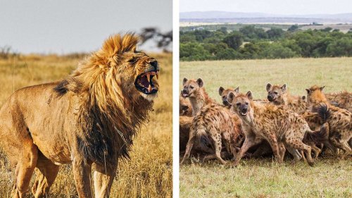 Epic Moment Lion Fights Off 30 Hyenas