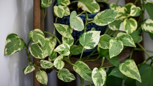 Upgrade your hanging plants with these DIY ideas