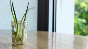 A Gardening Tip That Will Help Regrow Green Onions!