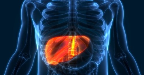 Your liver stays just three years old on average throughout your life